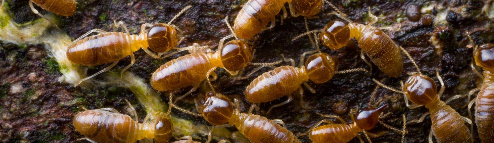 Termite Control