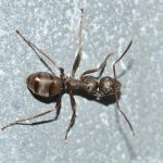Field Ant