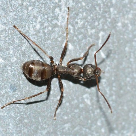 Field Ant