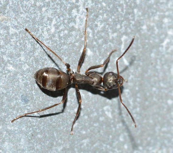 Field Ant