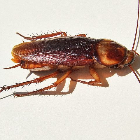 German Cockroach