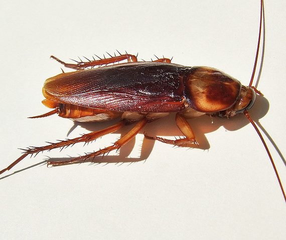 German Cockroach