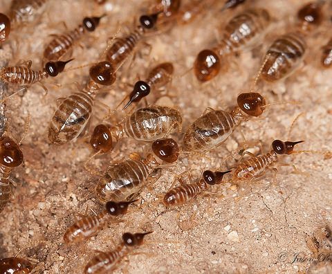 Dampwood Termites