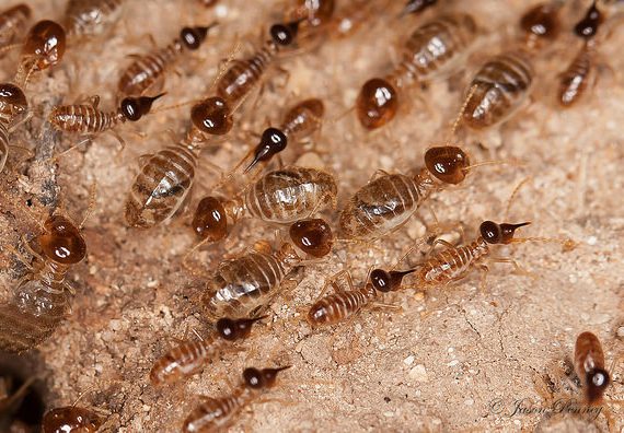 Dampwood Termites