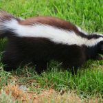 Wild Animal